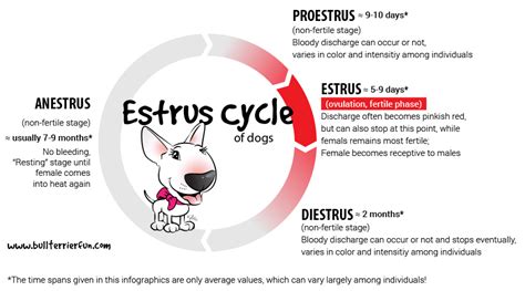 brown discharge female dog|Pet Owner’s Guide to Heat Cycle and Blood Colors